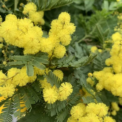 Malin au jardin：Mimosa (Acacia). Le pot de 4 litres