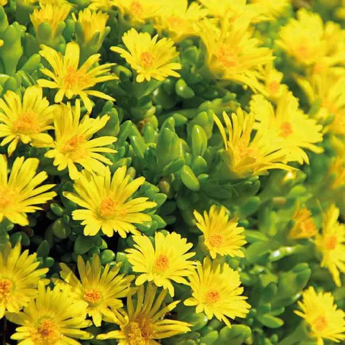 Jardin utile:Pourpier Lineare jaune - Le pot de 9 x 9 cm