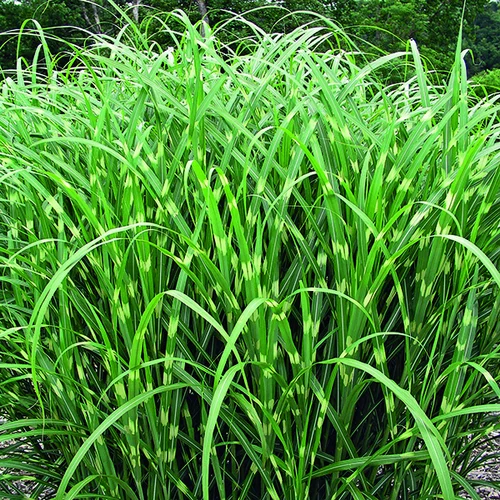 Solution utile:Miscanthus sinensis Zebrinus vert botanic®. Le pot de 3,5 litres
