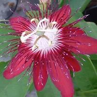 Jardin pratique:Fleur de la passion Tippi - Le pot de 3 litres