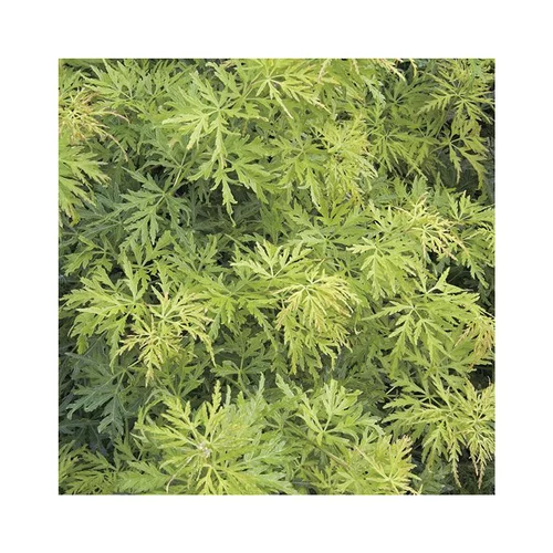 Confort dehors：Erable du Japon (ACER PALMATUM SEIRYU ) Le pot de 80 litres