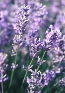 Espace vert sélection：Lavande Dutch - La barquette de 6 plants