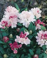 Une sélection pensée pour le jardin：Rhododendron Hybride Varié. Le pot de 4 litres