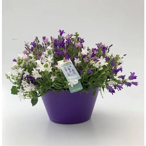 Côté jardin：Campanule Trio - La coupe de 21 cm
