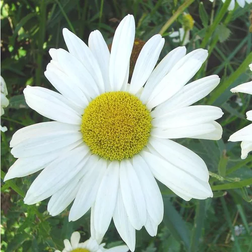 Une touche pratique au jardin：Leucanthème (ou Grande Marguerite) blanc - Le pot de 2 litres