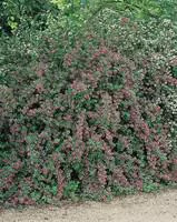 Une idée pour vos extérieurs：Escallonia rose 40/60 cm en pot de 4 L