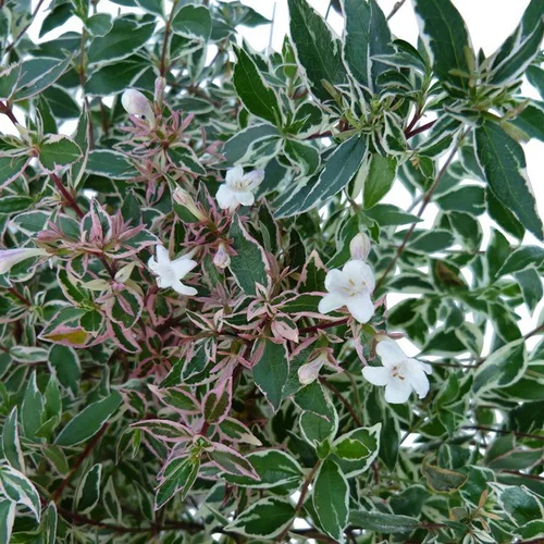À découvrir pour le jardin：Abélia Grandiflora Conti blanc. Le pot de 5 litres