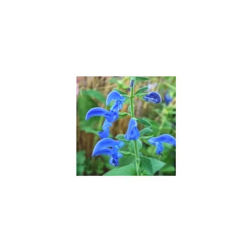 Jardin & pratique:Sauge mystic bleue - Le pot de 5 litres