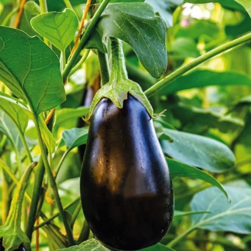 Nature maison：Aubergine Ronde Bonica Bio. La barquette de 3 plants