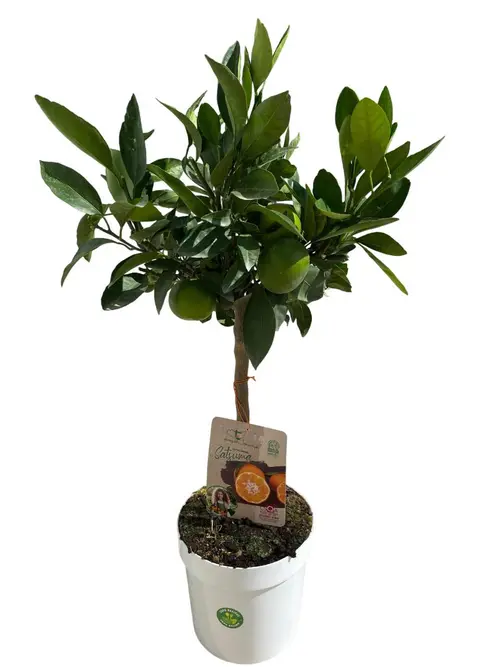 Pour profiter pleinement du jardin:Mandarinier Satsuma coloris orange - 5 L