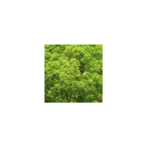 Sélection extérieure:Scleranthus mousse vert. La coupe