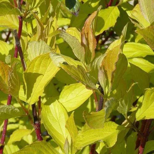 Jardin & déco:Cornouiller blanc Aurea (Cornus Alba). Le pot de 4 litres