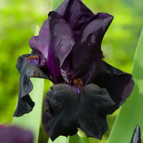 Une sélection pensée pour le jardin:Iris des jardins Old Black Magic - Le pot de 2 litres