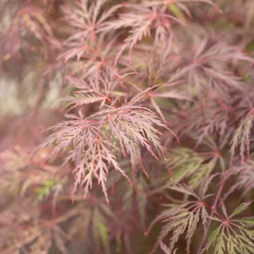Mieux dehors:Érable du Japon Dissectum Inaba Shidare rouge. Le pot de 10 litres