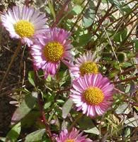 Esprit jardin：Erigeron Karvinskianus - La barquette de 6 plants