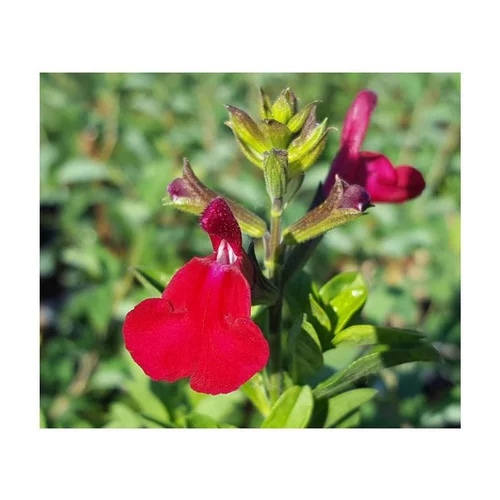 Pour mieux profiter de l’extérieur：Sauge Salvia x greggi Artic Blaze dark red - Le pot de 5 litres