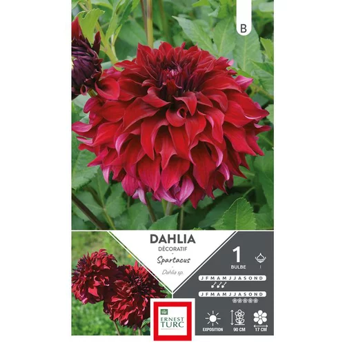 Indispensable au jardin：Dahlia fleurs géantes Spartacus rouge profond Ernest Turc - 1 bulbe