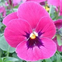 Facile pour le jardin：Pensée à grandes fleurs - Le pack de 10 plants