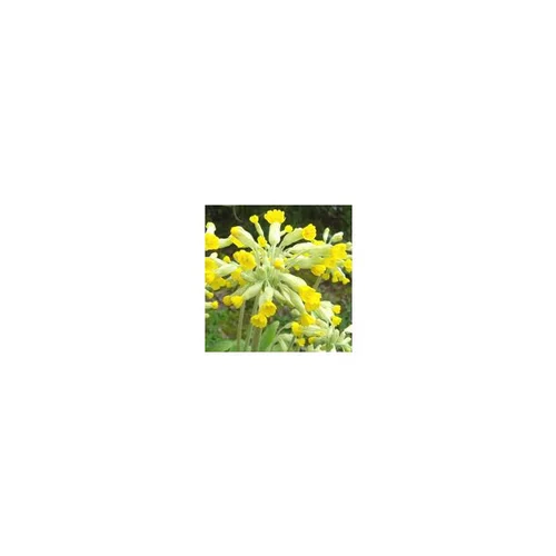 Solution au jardin：Primevère élatior - La barquette de 6 plants
