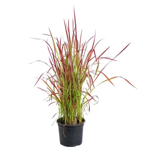 Jardin solution：Imperata Cylindrica Red Baron - Le pot de 3 litres