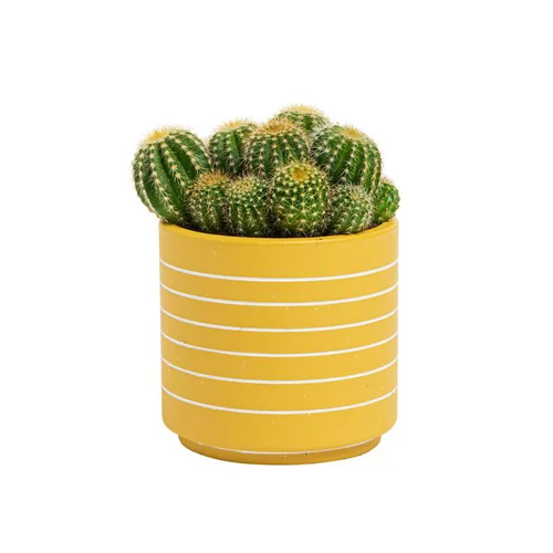 Univers jardin：Cactus varié pot céramique - Pot 9 cm de diamètre