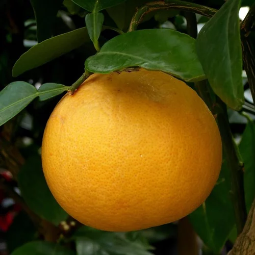 Style nature:Pamplemoussier. Le pot de 30 litres