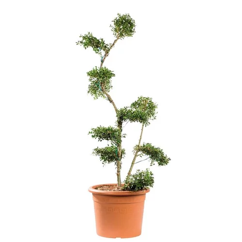 Tout pour le jardin：Bonsai Ilex Crenata