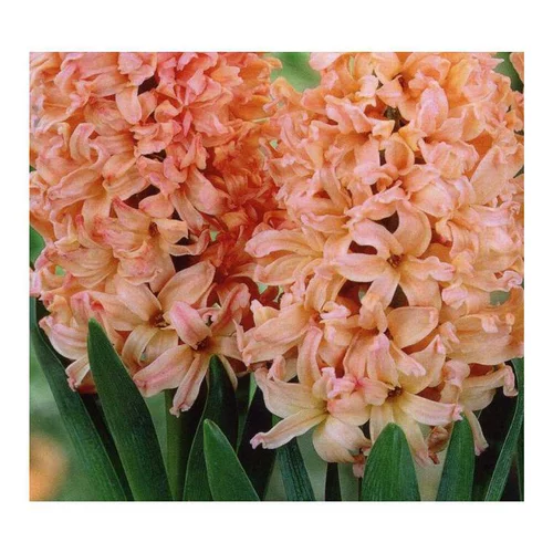 Autour du jardin:Jacinthe Invitation - Le godet