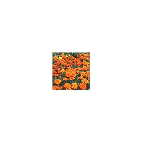 Pour embellir le jardin:Annuelles variées - Le pot de 2,5 litres