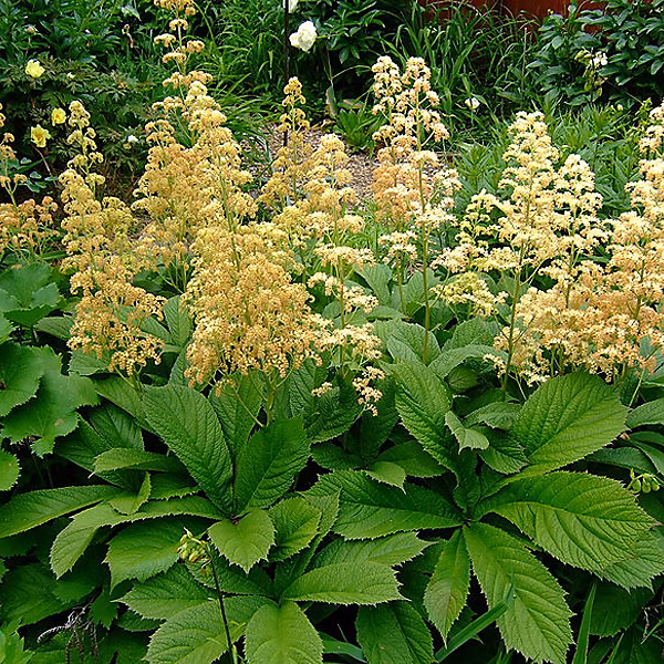 6 x Rodgersia pinnata – godet 9cm x 9cm