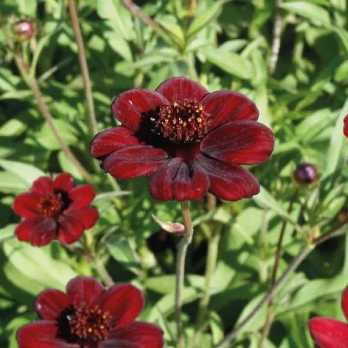 Extérieur confort：Cosmos Atrosanguinea rouge - Le pot de 7,5 litres