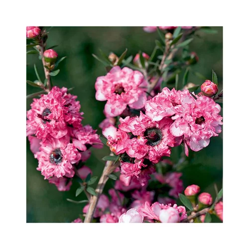 Utile extérieur：Leptospermum scoparium rose double en pot de 3 litres