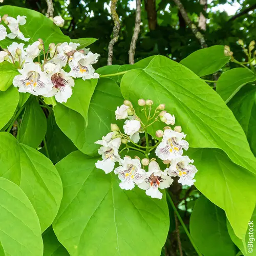 Pour un jardin bien équipé：Catalpa commun botanic® vert. Le pot de 10 litres