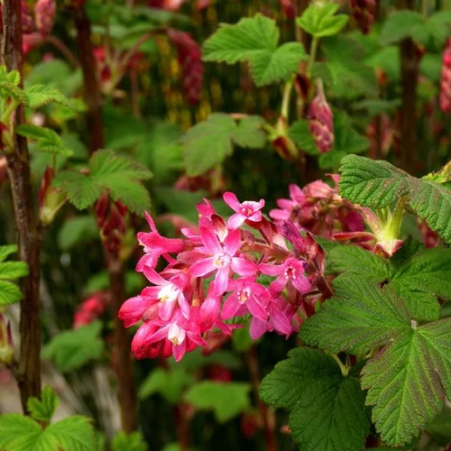 Tendance au jardin：Groseillier à fleurs King Edwards 7. Le pot de 15 litres