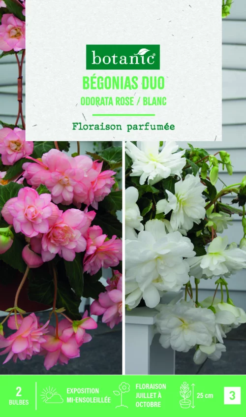 Jardin choix:Bulbes de fleurs duo de Bégonias Odorata rose / blanc botanic® - 2 bulbes