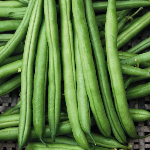 Loisirs au jardin:Haricot Nain Pongo Bio. Le pot de 10,5 cm