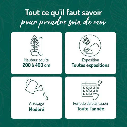 Pour un extérieur bien équipé:Solanum jasminoides en pot de 3 litres