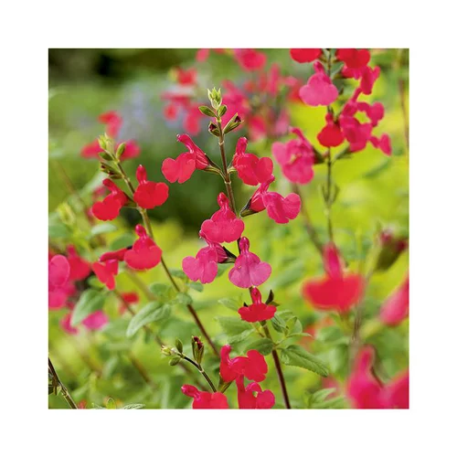 Jardin et pratique：Sauge vivace grahamii en pot de 3 litres