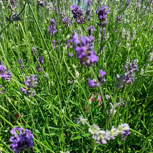 Maison & jardin:Lavande Angustifolia Dwarf Blue à fleurs bleues. Le pot de 3 litres