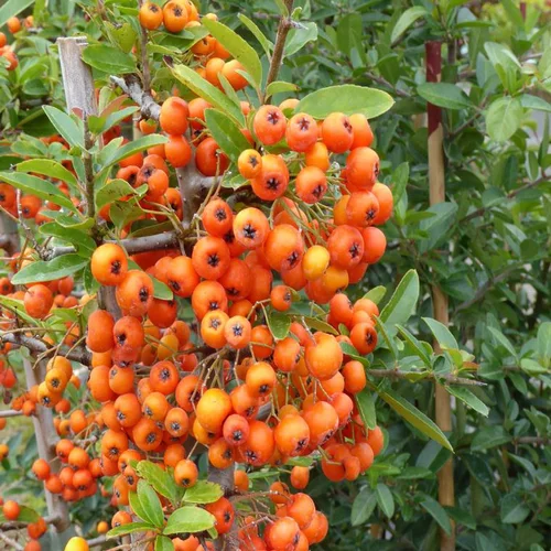 Un choix pratique pour l’extérieur:Pyracantha vert. Le pot de 2 litres