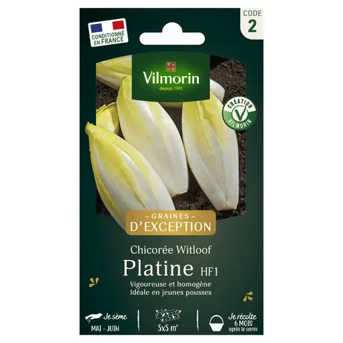 Une touche extérieure：Chicorée Witloof Zoom HF1 Vilmorin - graines à semer