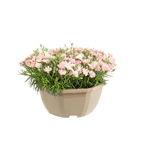 Idée utile:Œillet I love you - La coupe de Ø 23 cm