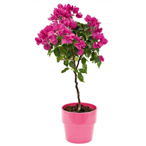 Autour du jardin：Bougainvillée Véra Tige - Avec cache pot