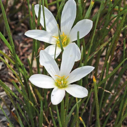 Simple au jardin:Crocus du Brésil godet 9x9 cm