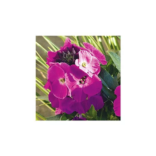 Pour vos envies d’extérieur:Erysimum Winter Joy - Le pot de 1 litre