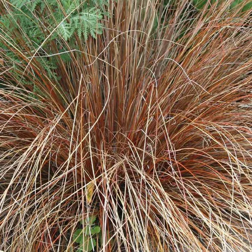 Pour plus de confort à l’extérieur：Carex Testacea - Le pot de 9 x 9 cm