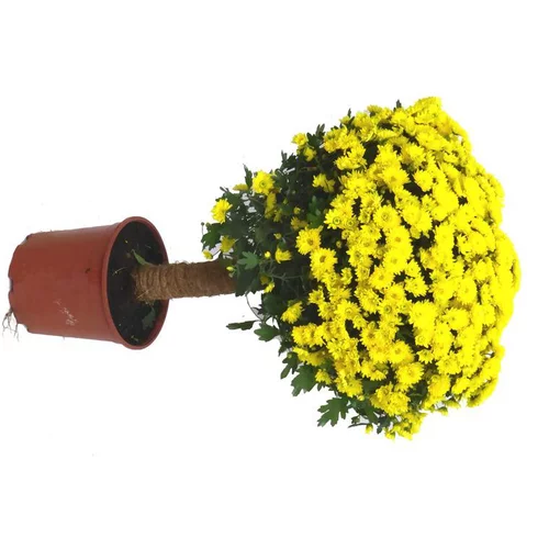 Facile à intégrer au jardin：Chrysanthème multifleurs tige - Le pot de 4 litres