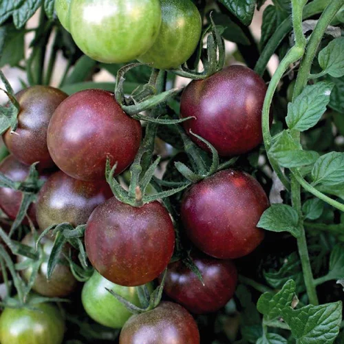 Simple pour le jardin:Tomate Cerise Ronde Black Cherry bio. Le pot de 9 x 9 cm