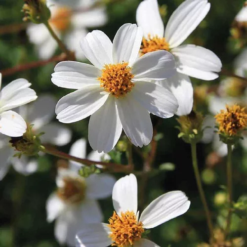 Un choix pratique pour le jardin：Bidens blanc - Le pot de 9 x 9 cm