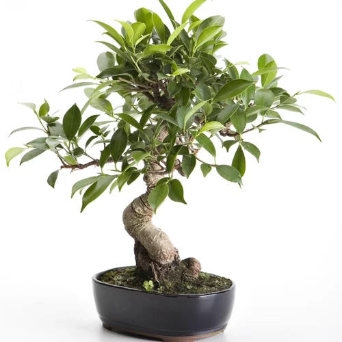 Solution au jardin:Bonsaï rempoté varié botanic® mix taille 8